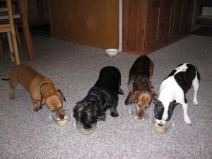 Everyone Sharing Ebony's Birthday Treat