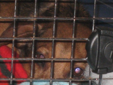 Floppie in his Shuttle